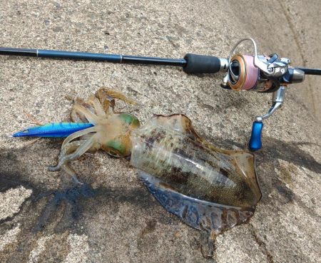 エギング絶好調！